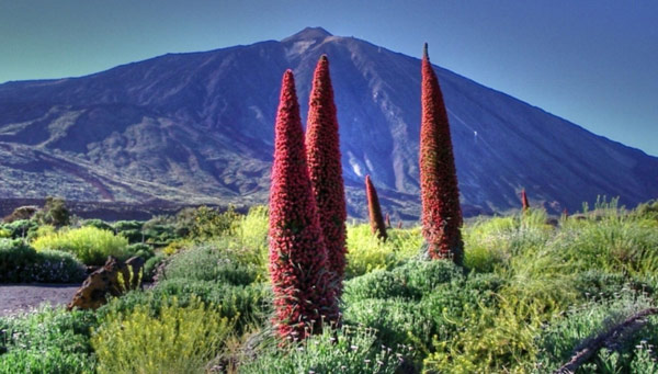 tajinastes rojos